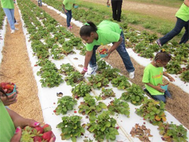 Knaus Berry Farm Event 6